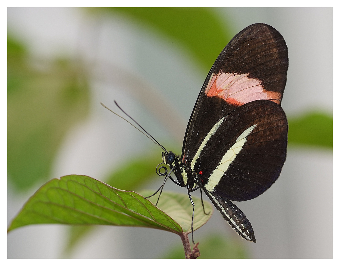 Heliconius beskei