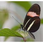 Heliconius beskei