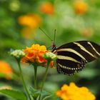 Heliconius charithonia