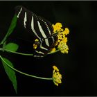 Heliconius charithonia