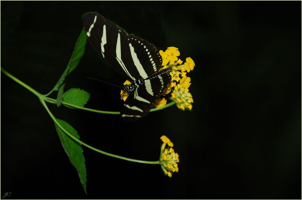 Heliconius charithonia