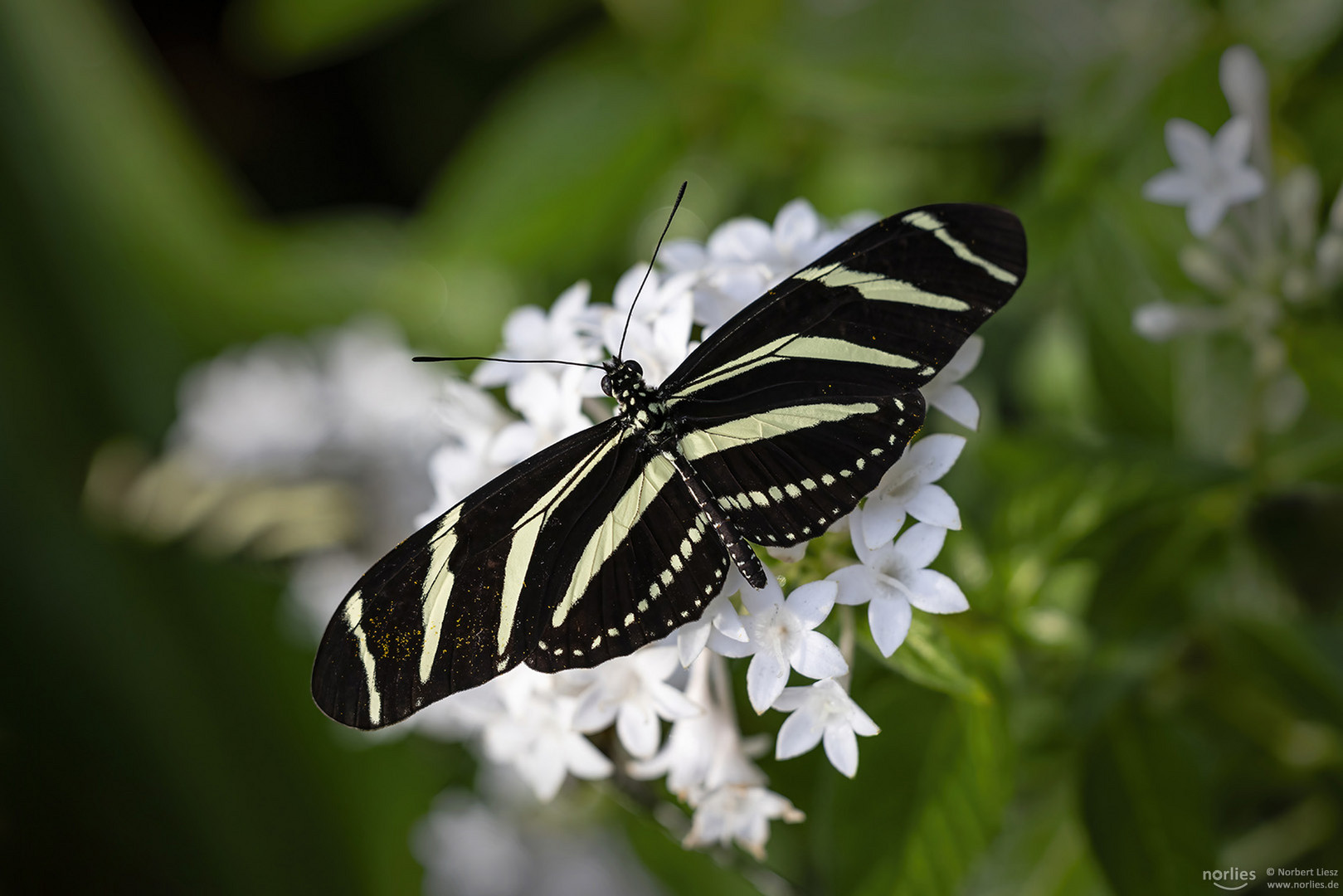 heliconius charithonia