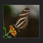 Heliconius charithonia