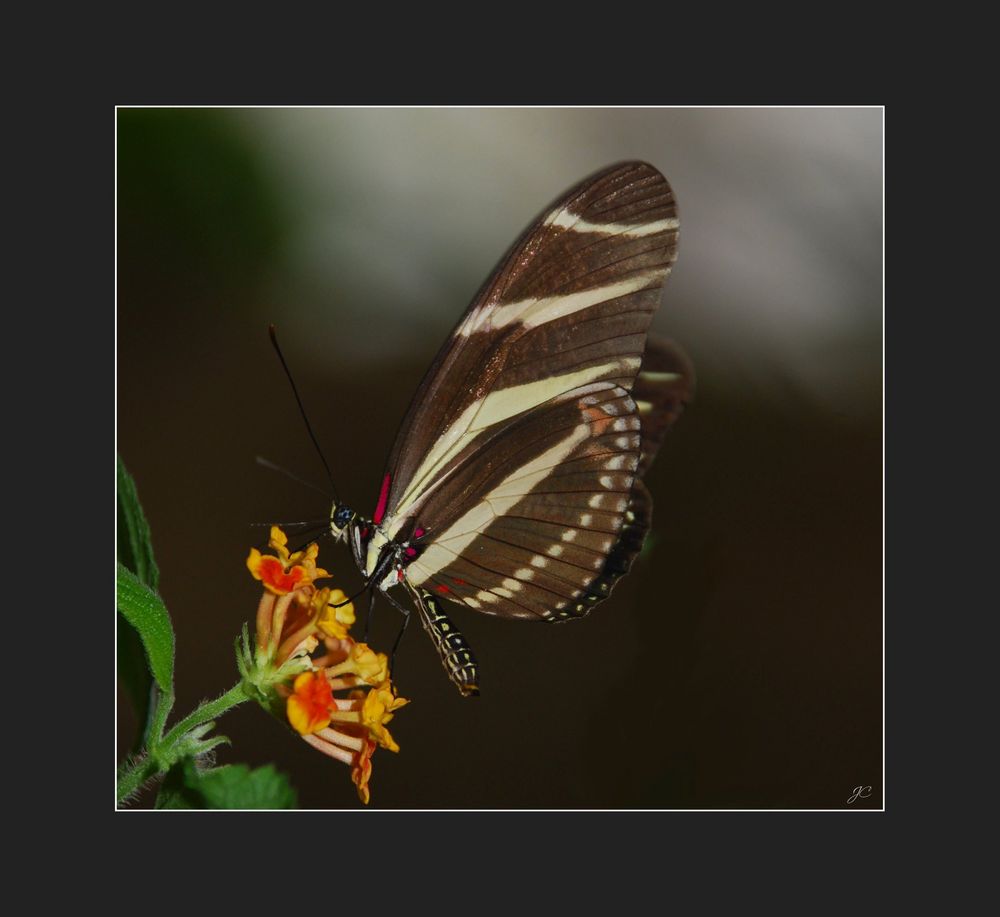 Heliconius charithonia