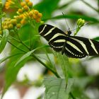 Heliconius charithonia, the zebra longwing or zebra heliconian