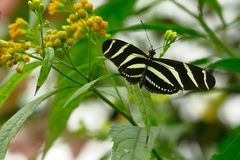 Heliconius charithonia, the zebra longwing or zebra heliconian