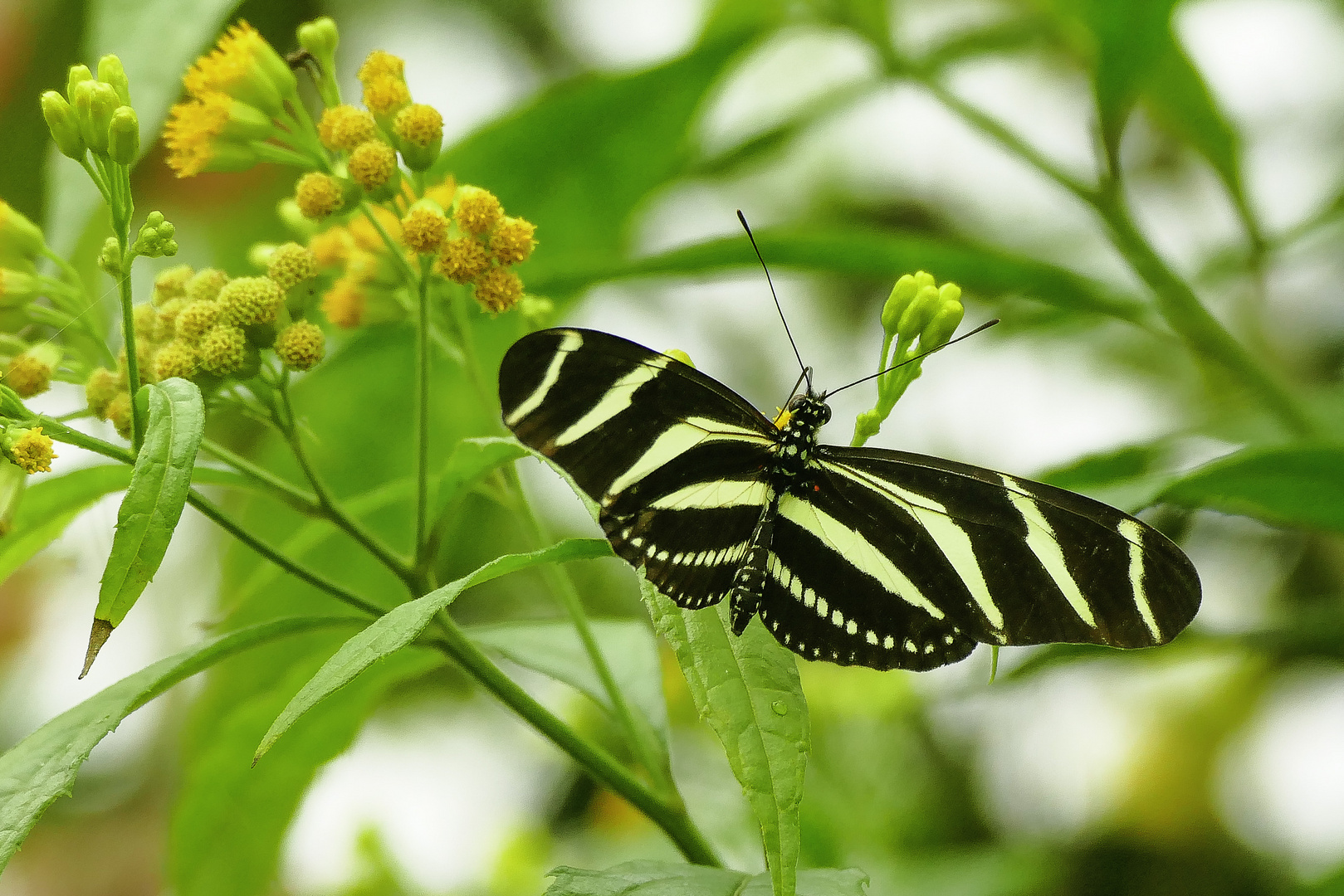 Heliconius charithonia, the zebra longwing or zebra heliconian