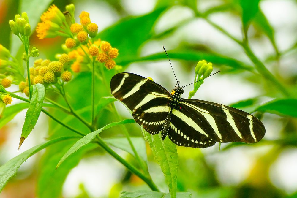 Heliconius charithonia, the zebra longwing or zebra heliconian