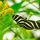 Heliconius charithonia, the zebra longwing or zebra heliconian