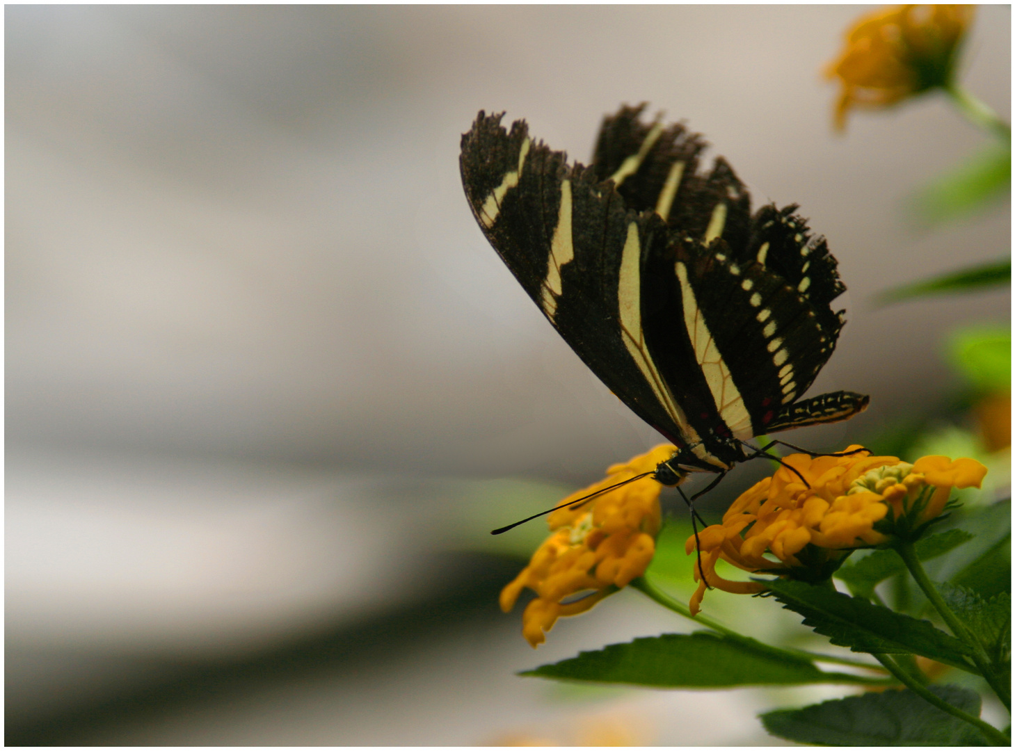 Heliconius charitonius