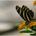 Heliconius charitonius