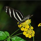 Heliconius charitonius