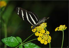 Heliconius charitonius