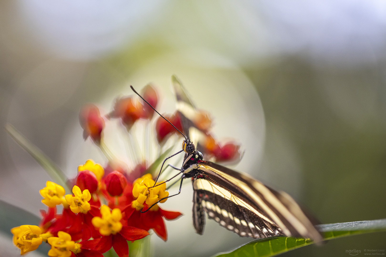 heliconius charitonius