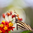 heliconius charitonius