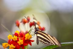 heliconius charitonius