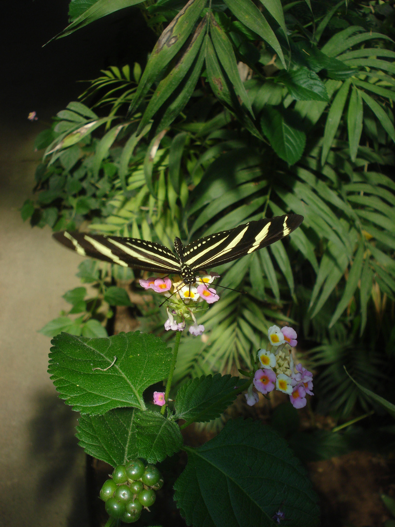 heliconius charitonius