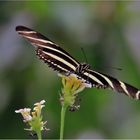 Heliconius charitonius 