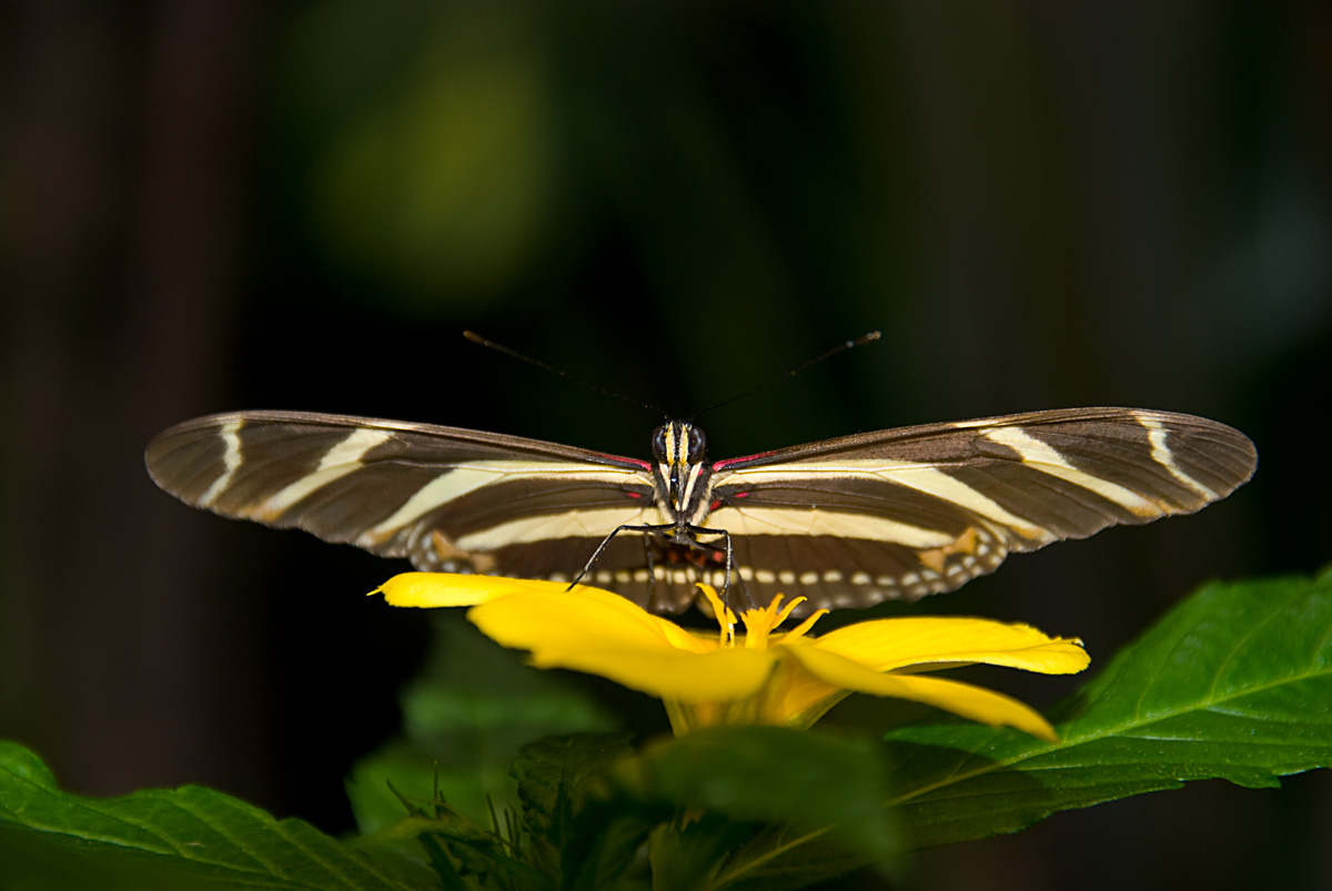 Heliconius charitonius