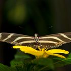 Heliconius charitonius