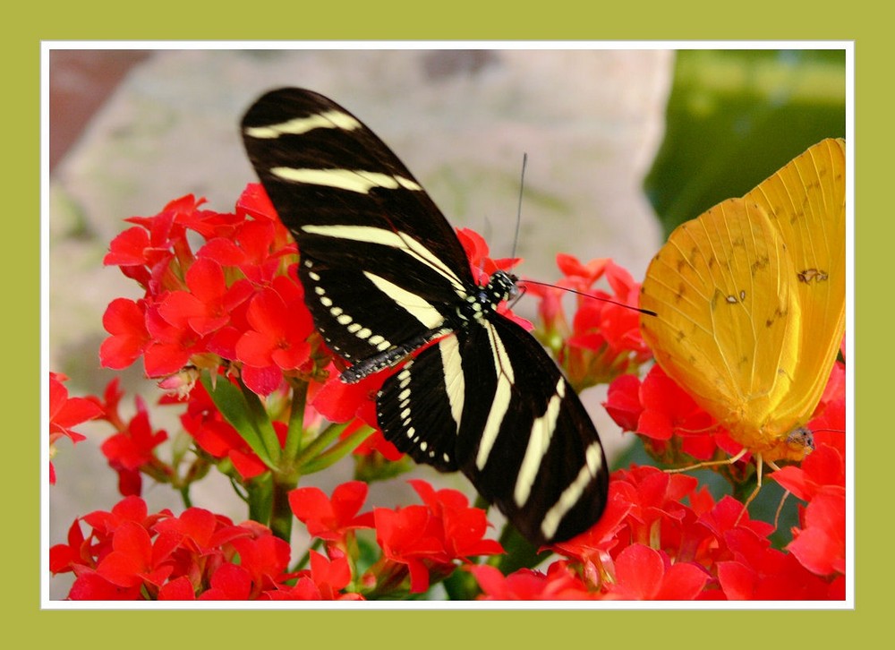 Heliconius charitonius (Mitte) und Phoebia philea