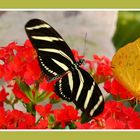 Heliconius charitonius (Mitte) und Phoebia philea