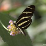 Heliconius charitonius-  Zebrafalter