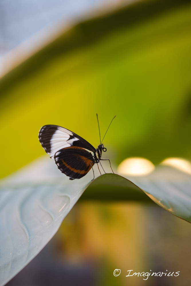 Heliconius Cydno