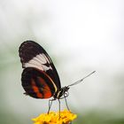 heliconius cydno