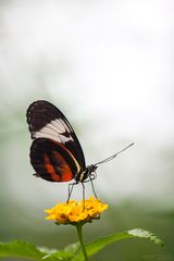 heliconius cydno