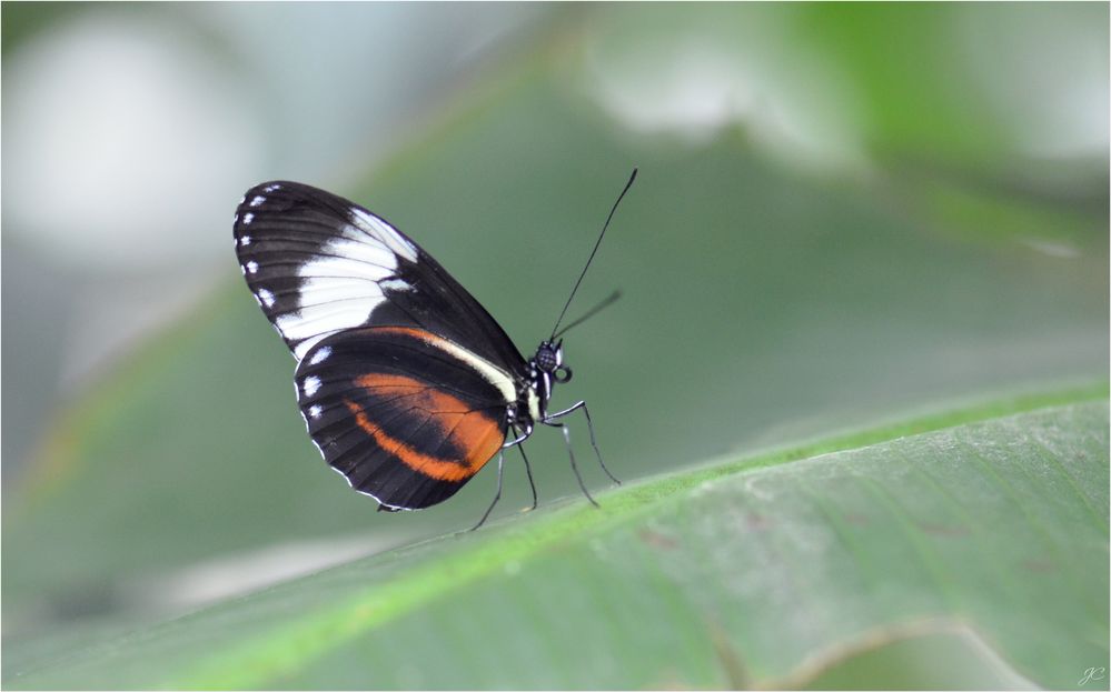 Heliconius cydno