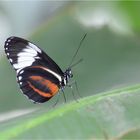 Heliconius cydno