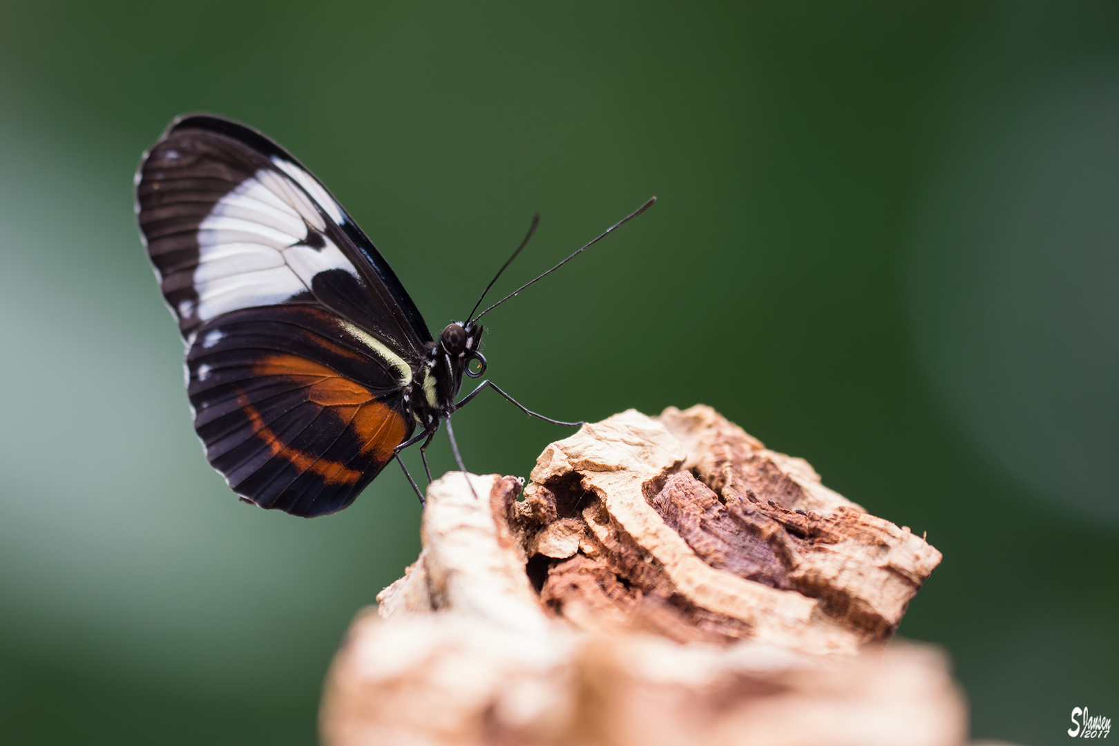 Heliconius cydno