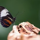 Heliconius cydno