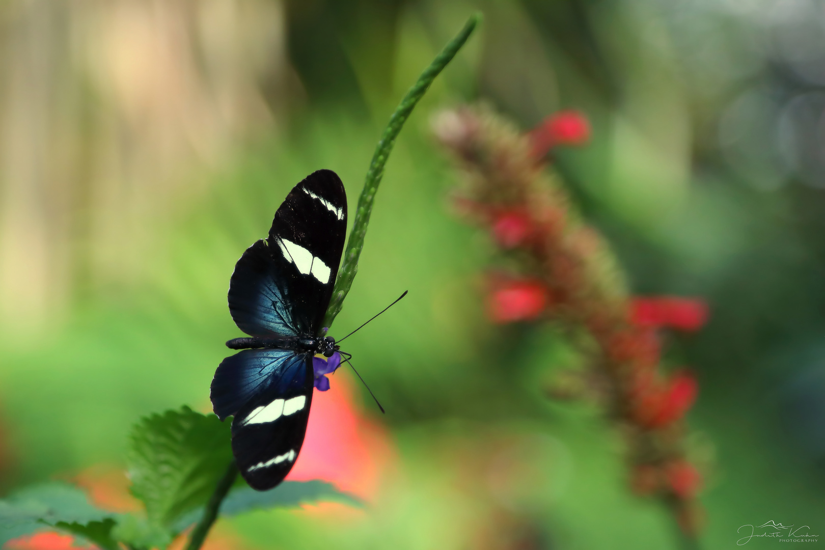 Heliconius cydno