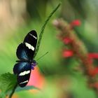 Heliconius cydno