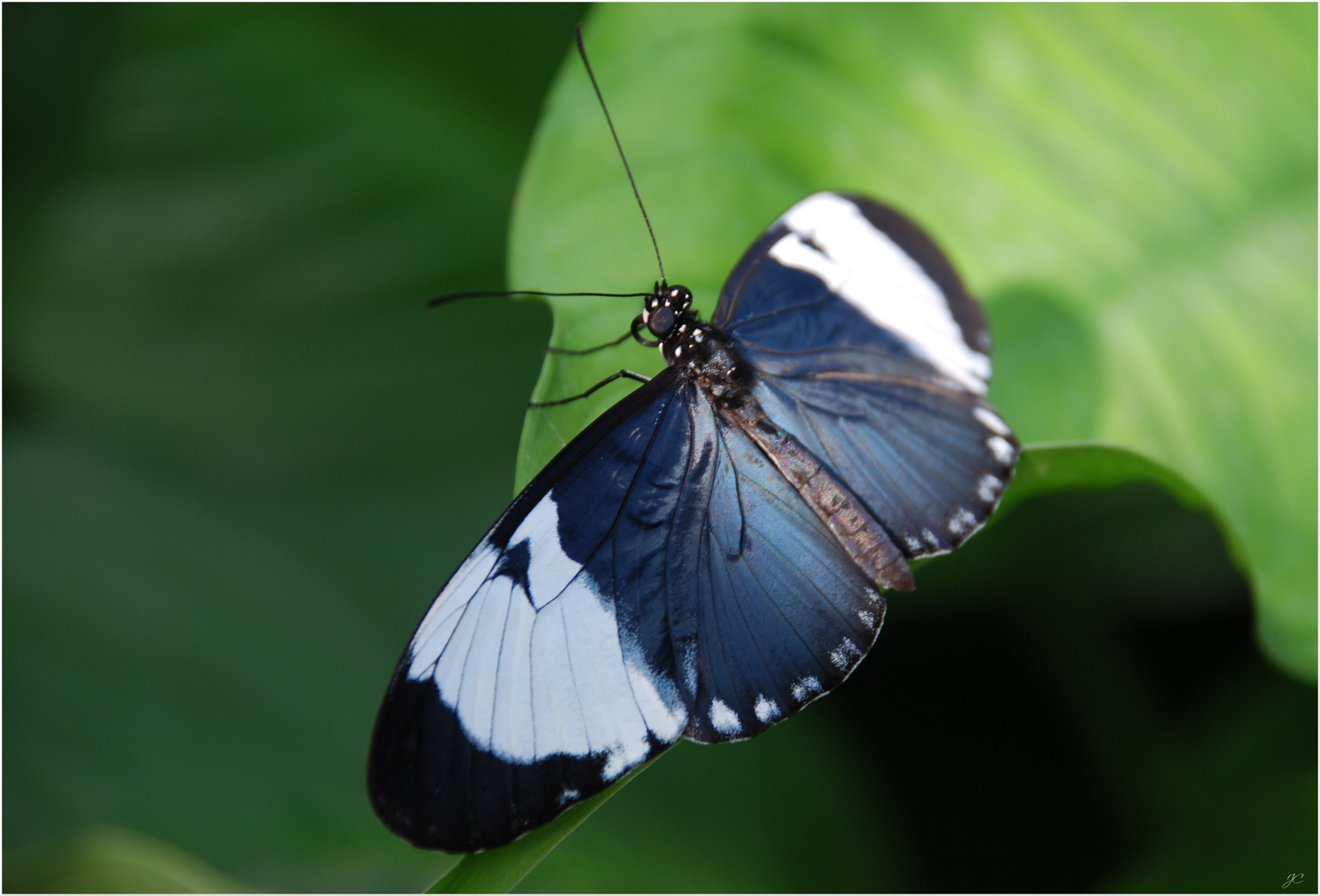 Heliconius cydno