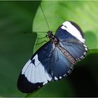 Heliconius cydno