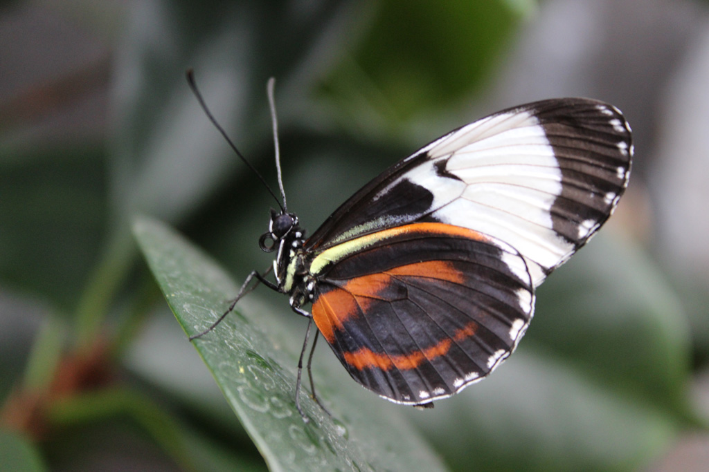 Heliconius cydno- blauer Passionsblumenfalter  