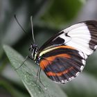 Heliconius cydno- blauer Passionsblumenfalter  