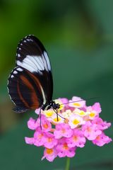 Heliconius cydno - Blauer Passionsfalter