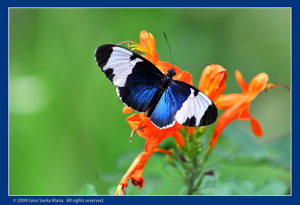 Heliconius Cydno Butterfly