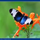 Heliconius Cydno Butterfly