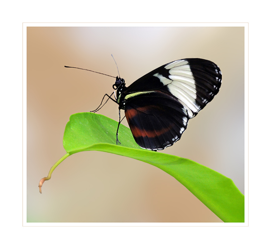 Heliconius cydno