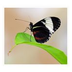 Heliconius cydno