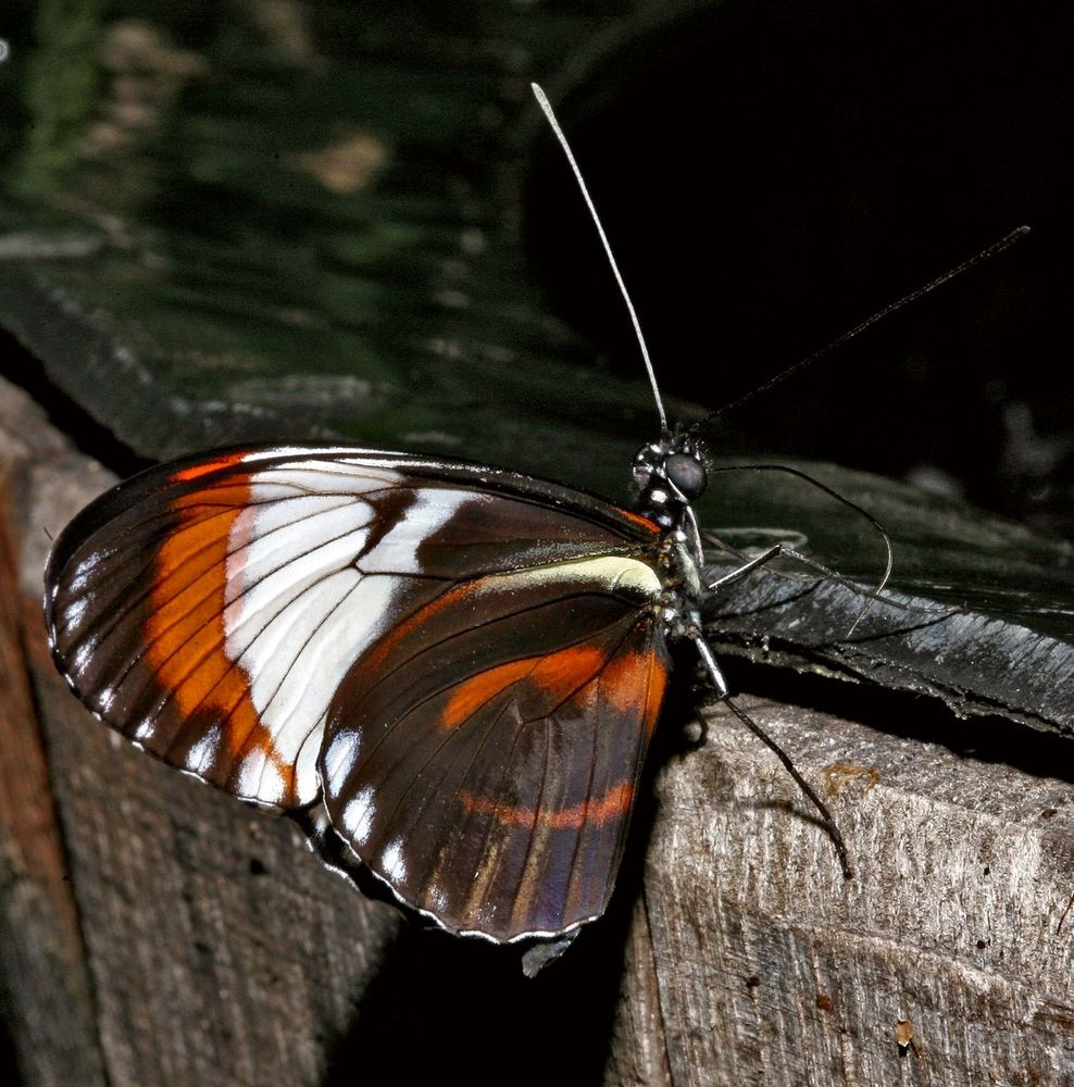 Heliconius Cydno