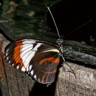 Heliconius Cydno