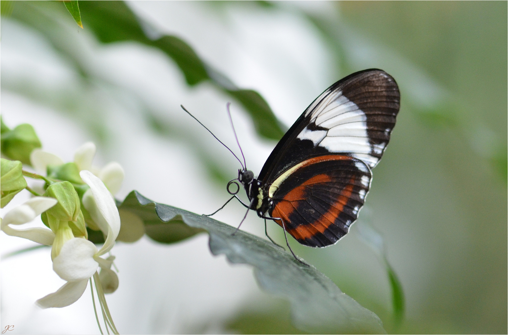 Heliconius cydno galanthus