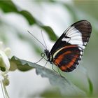 Heliconius cydno galanthus