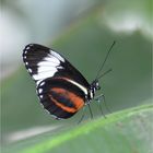 Heliconius cydno galanthus